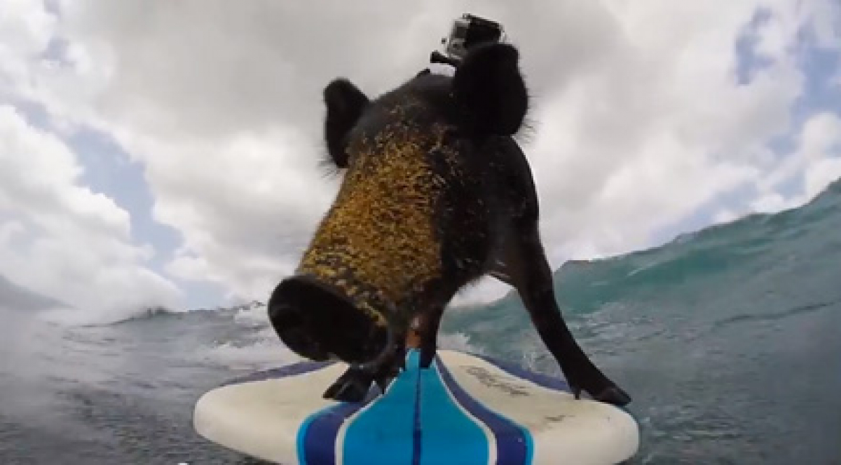Schweinegeil - Surfing Pig, Surfing Seal