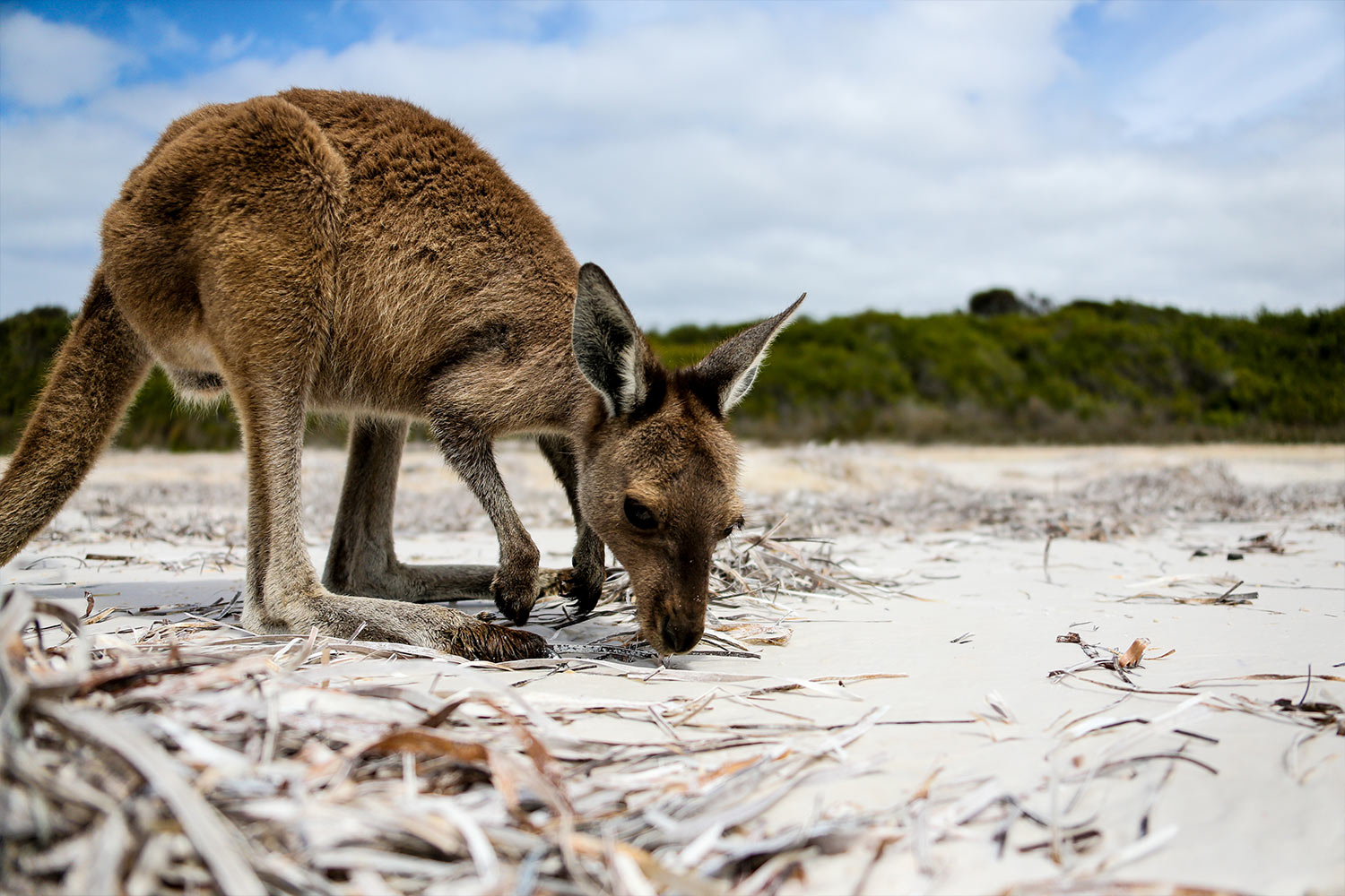 Westaustralien