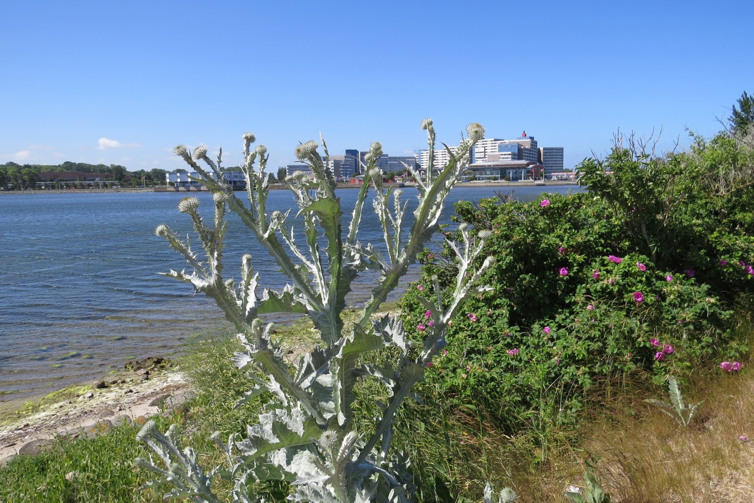 10.06.2016 - Ostsee