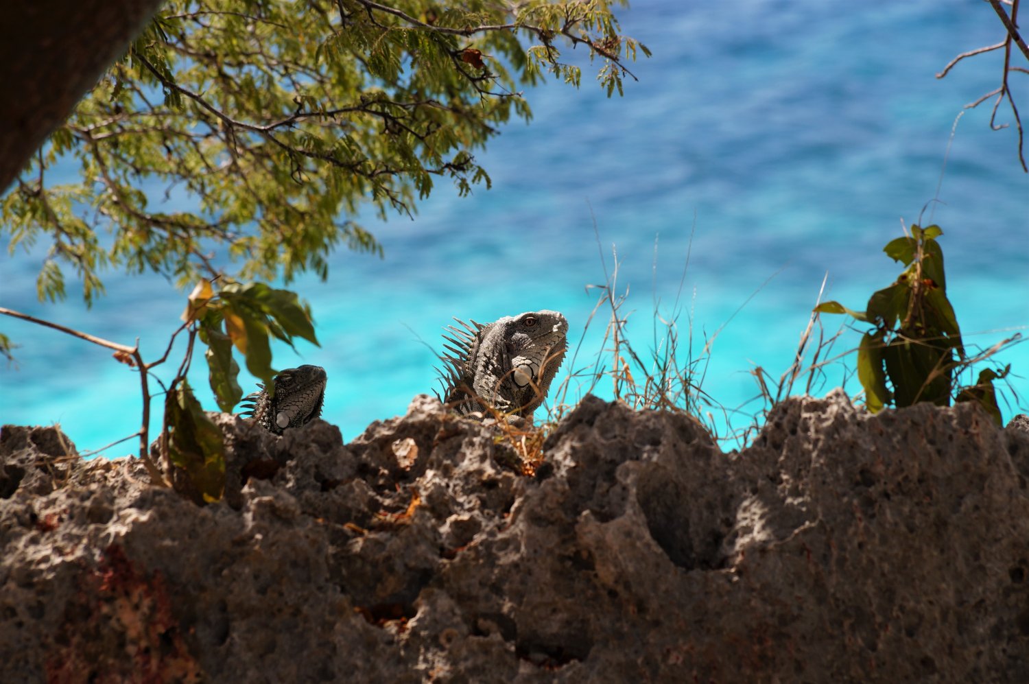 18.04.2019 - Bonaire