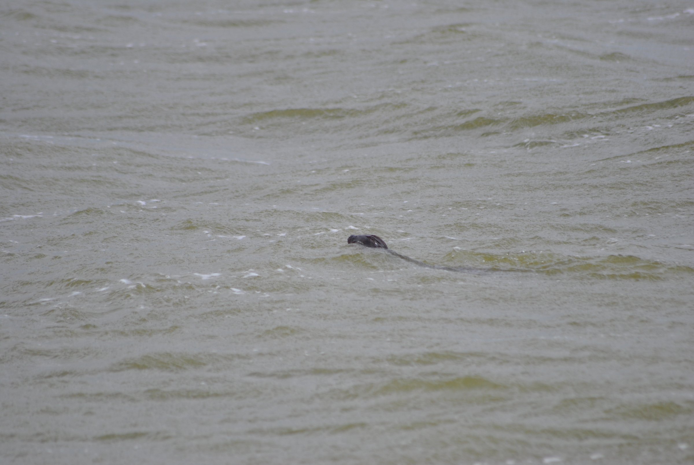 14.05.2022 - Saaler Bodden und Suhrendorf