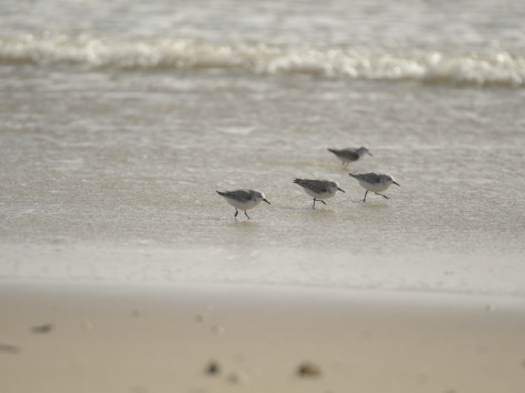 BlÃ¥vand (Blauwasser)