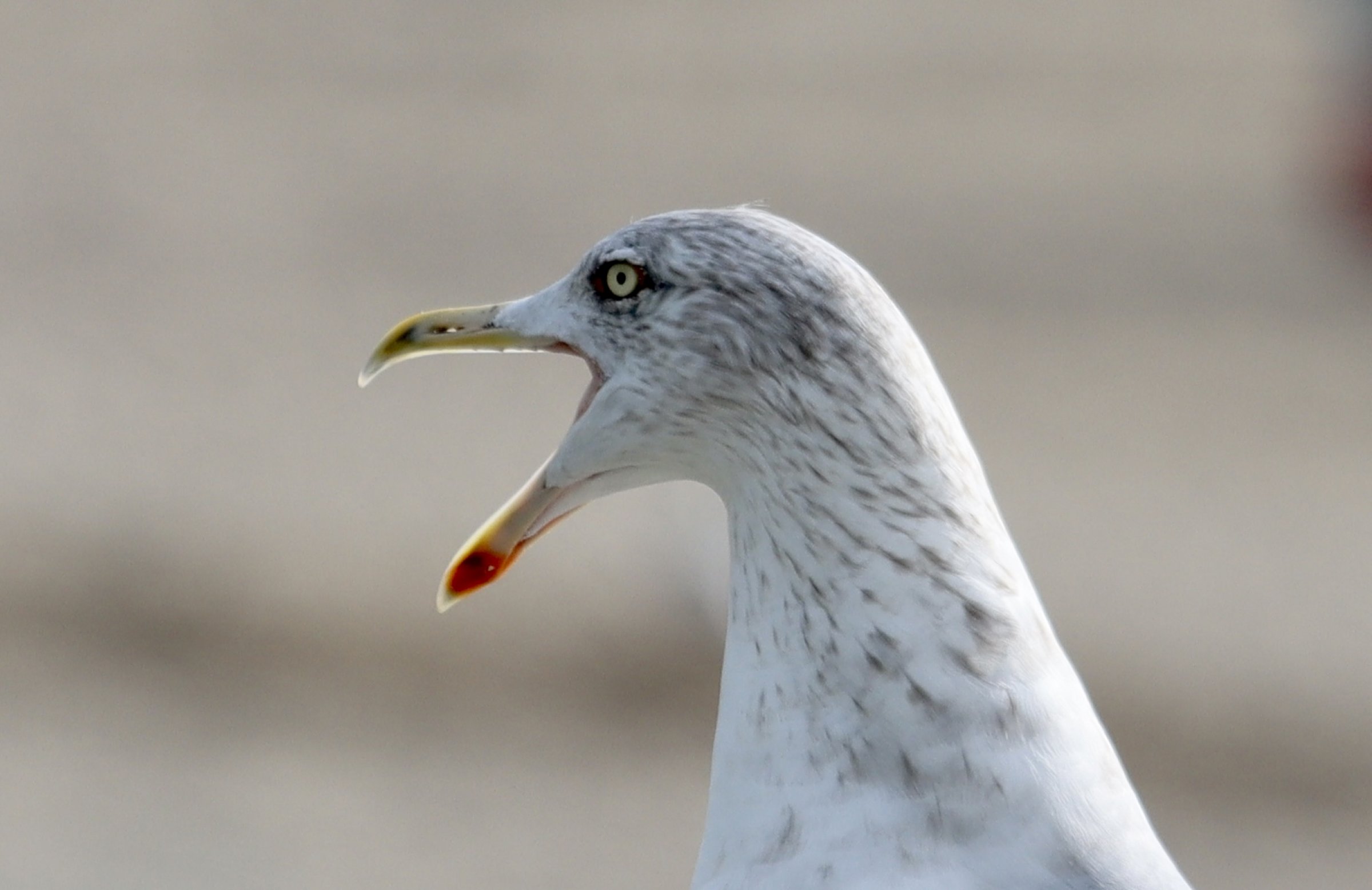 06.08.2025 - Ostsee
