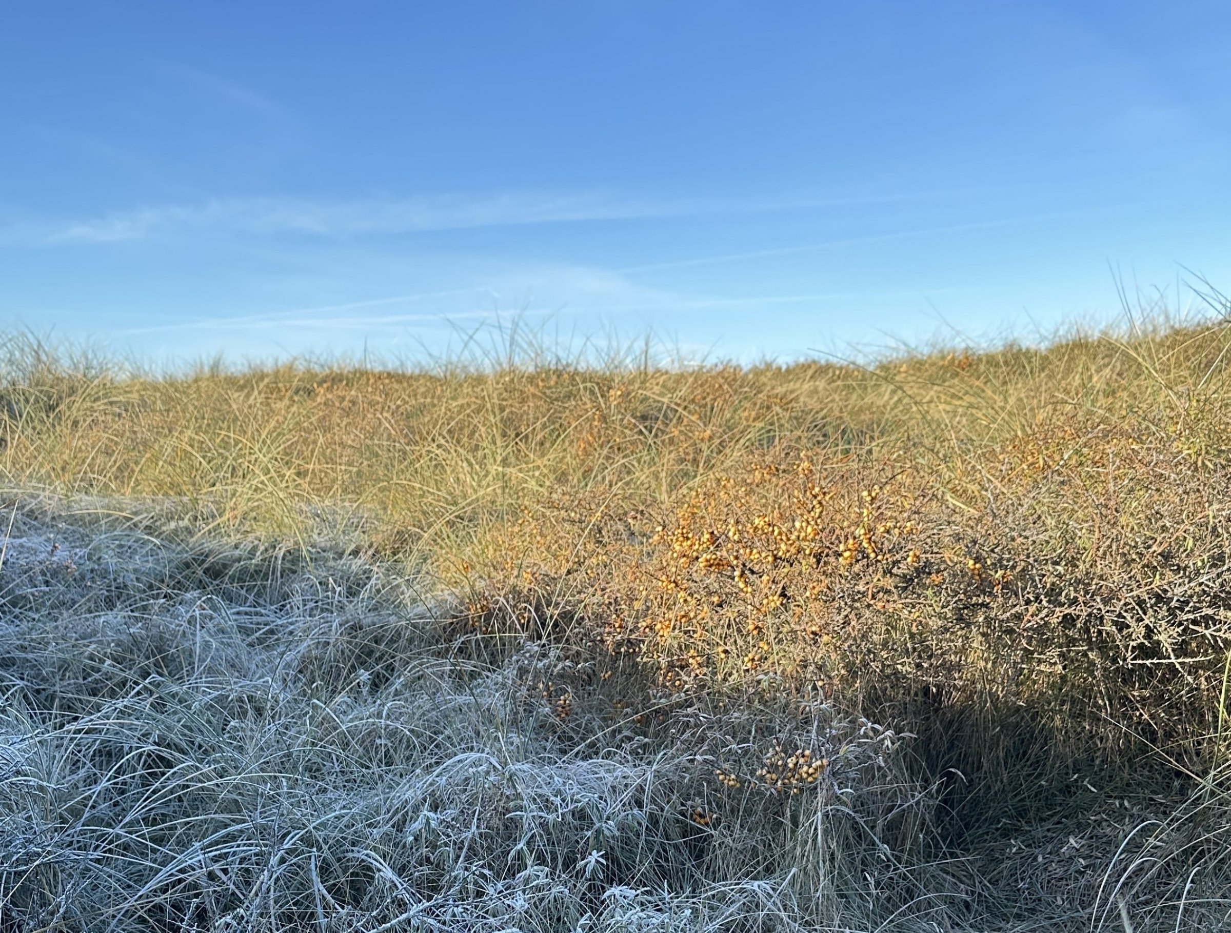 16.11.2025 - Hanstholm-Middles