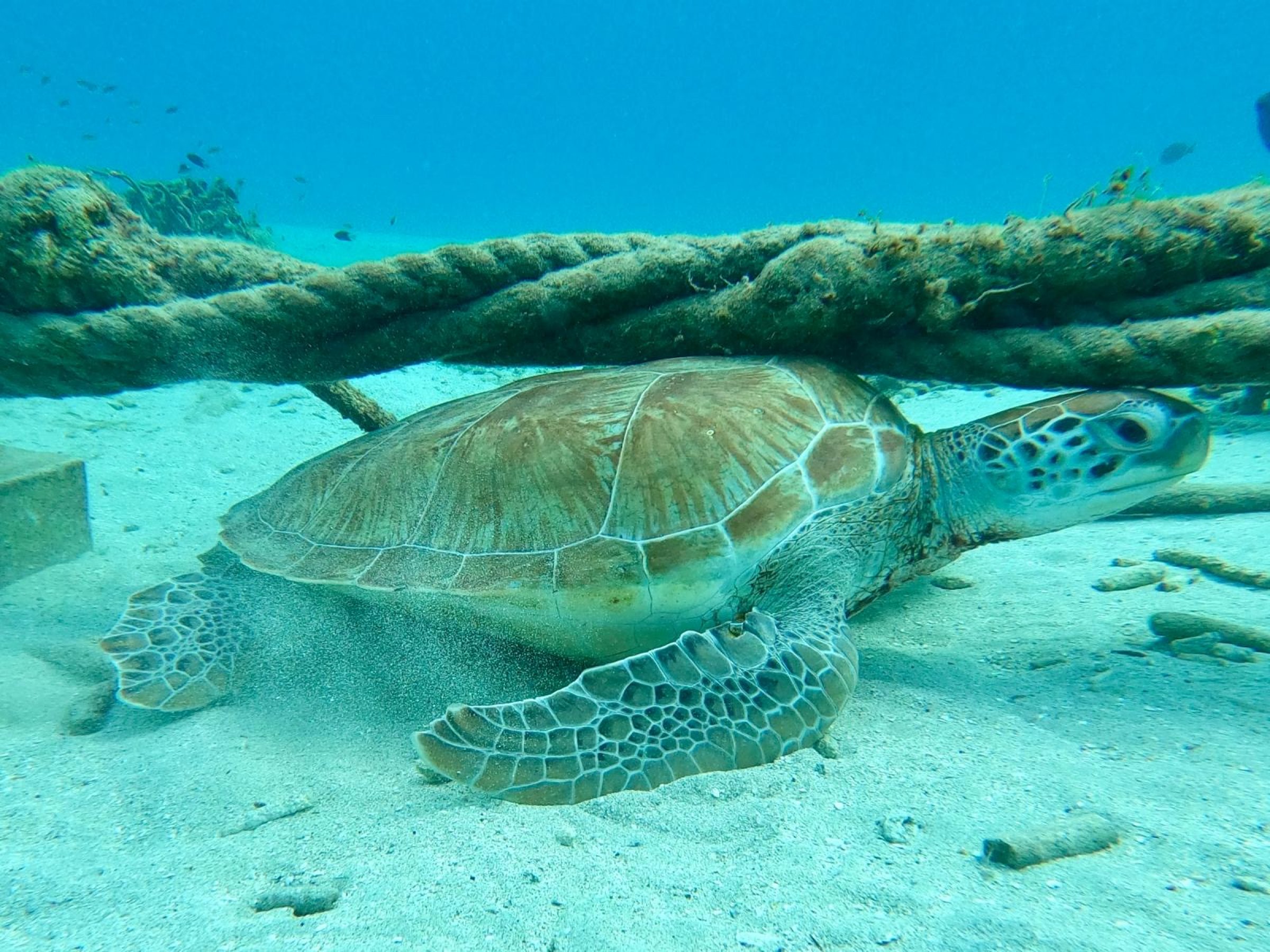 28.11.2025 - Surf Spot Curaçao Spanish Waters 