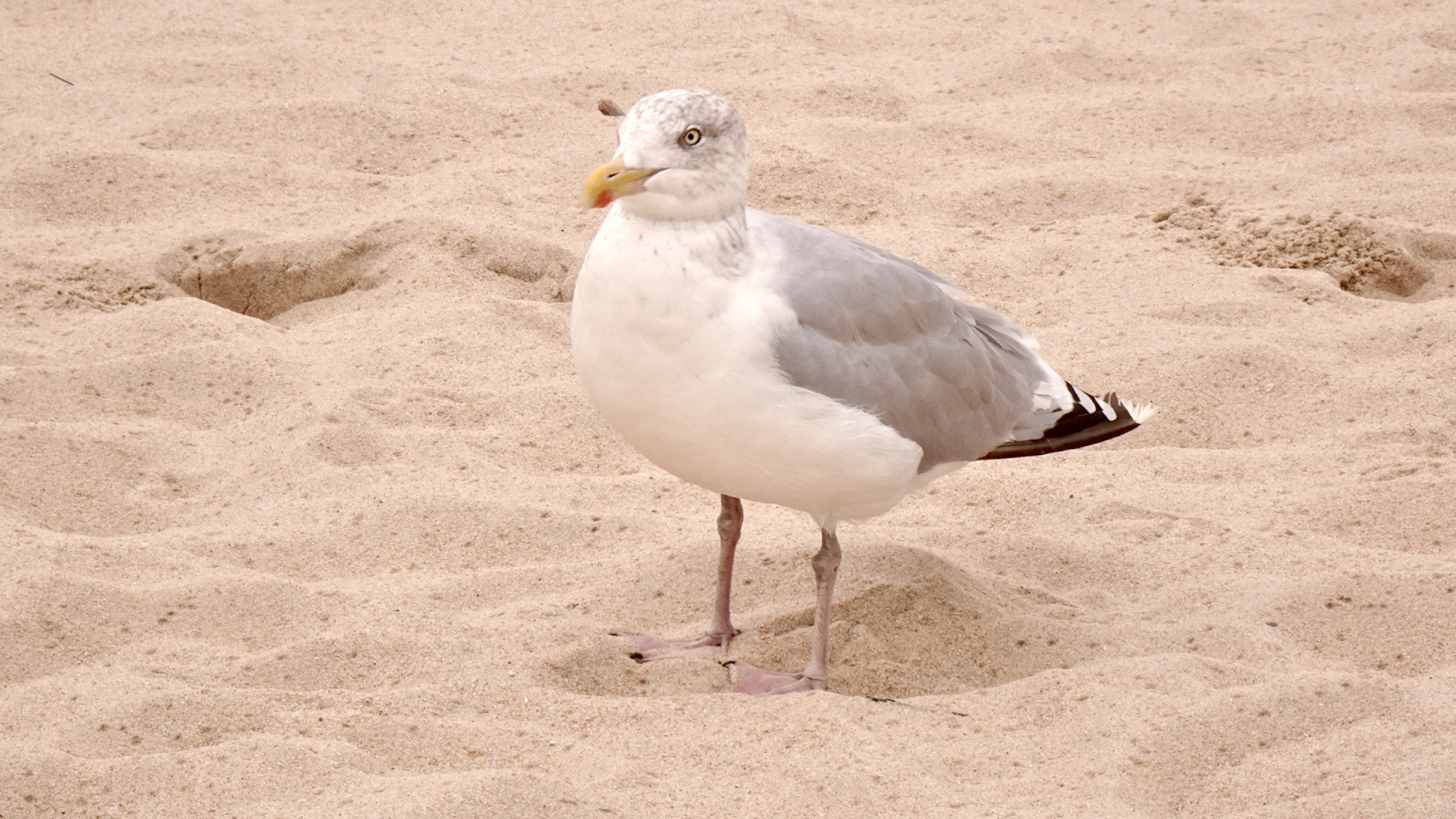 12.09.2026 - Nordseeküste