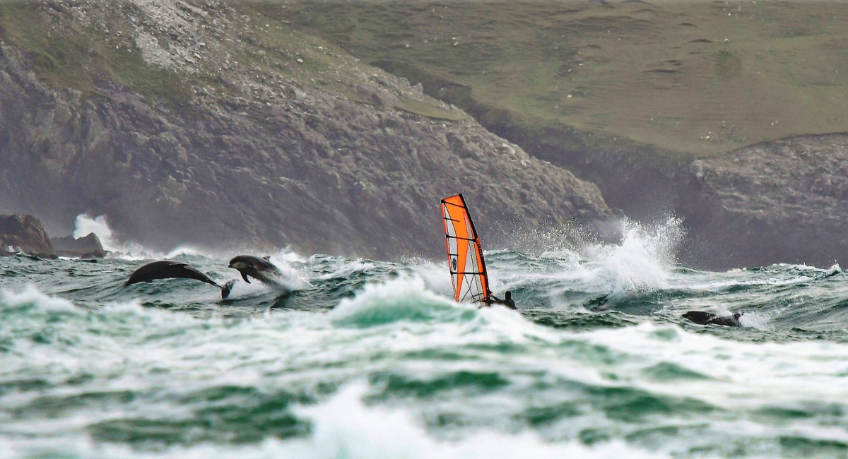 Achil Island - Delfine spielen in einer Welle mit einem Windsurfer