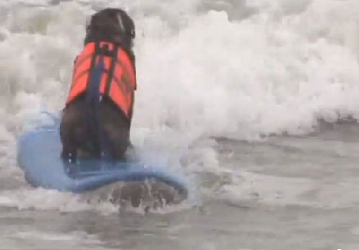 Surfende Hunde - Huntington Beach