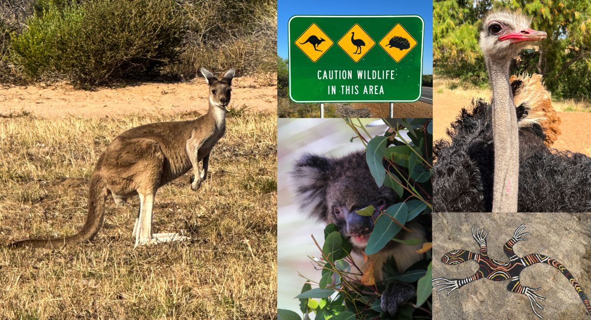 Australisches Wildlife wie aus dem Bilderbuch.