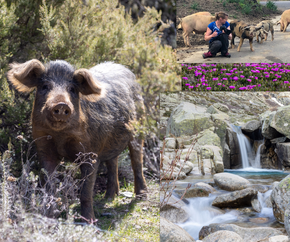 Wandern auf Korsika: Wilde Schweine