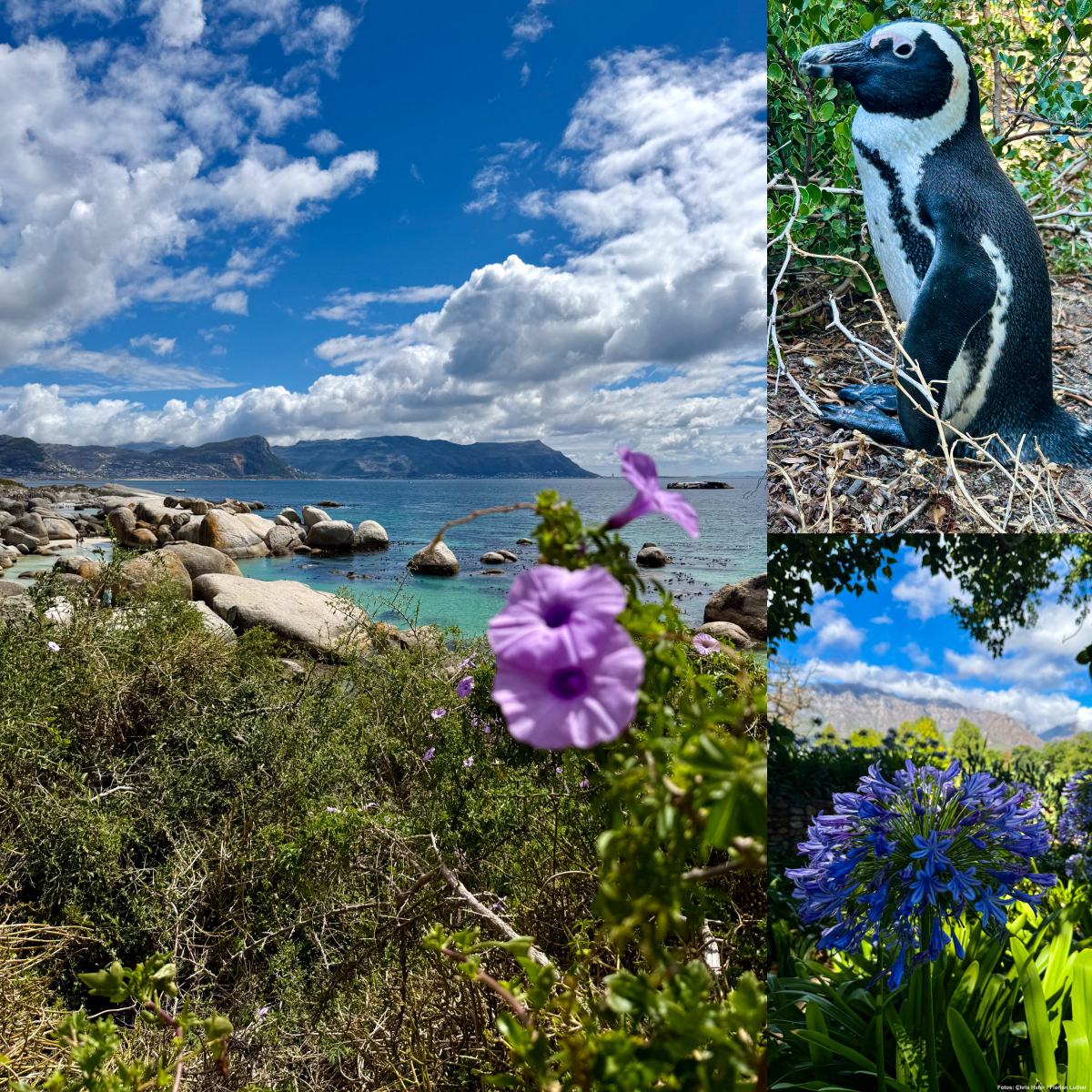 Boulders Beach