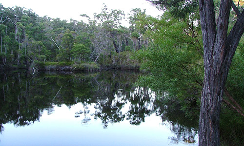 Ein Wasserloch im Wald