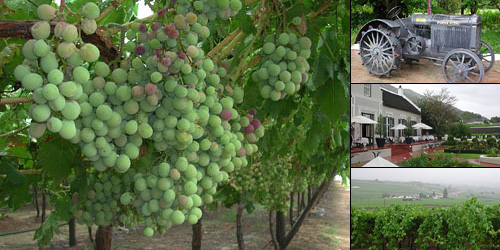 Weingut in Paarl