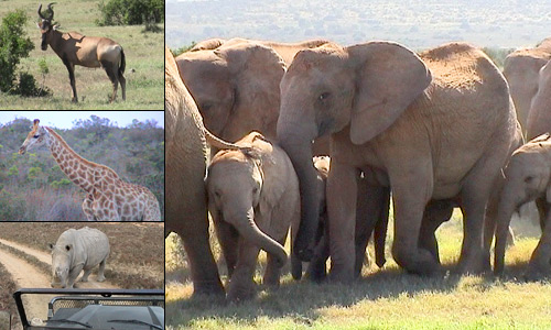 Addo Elephant Park