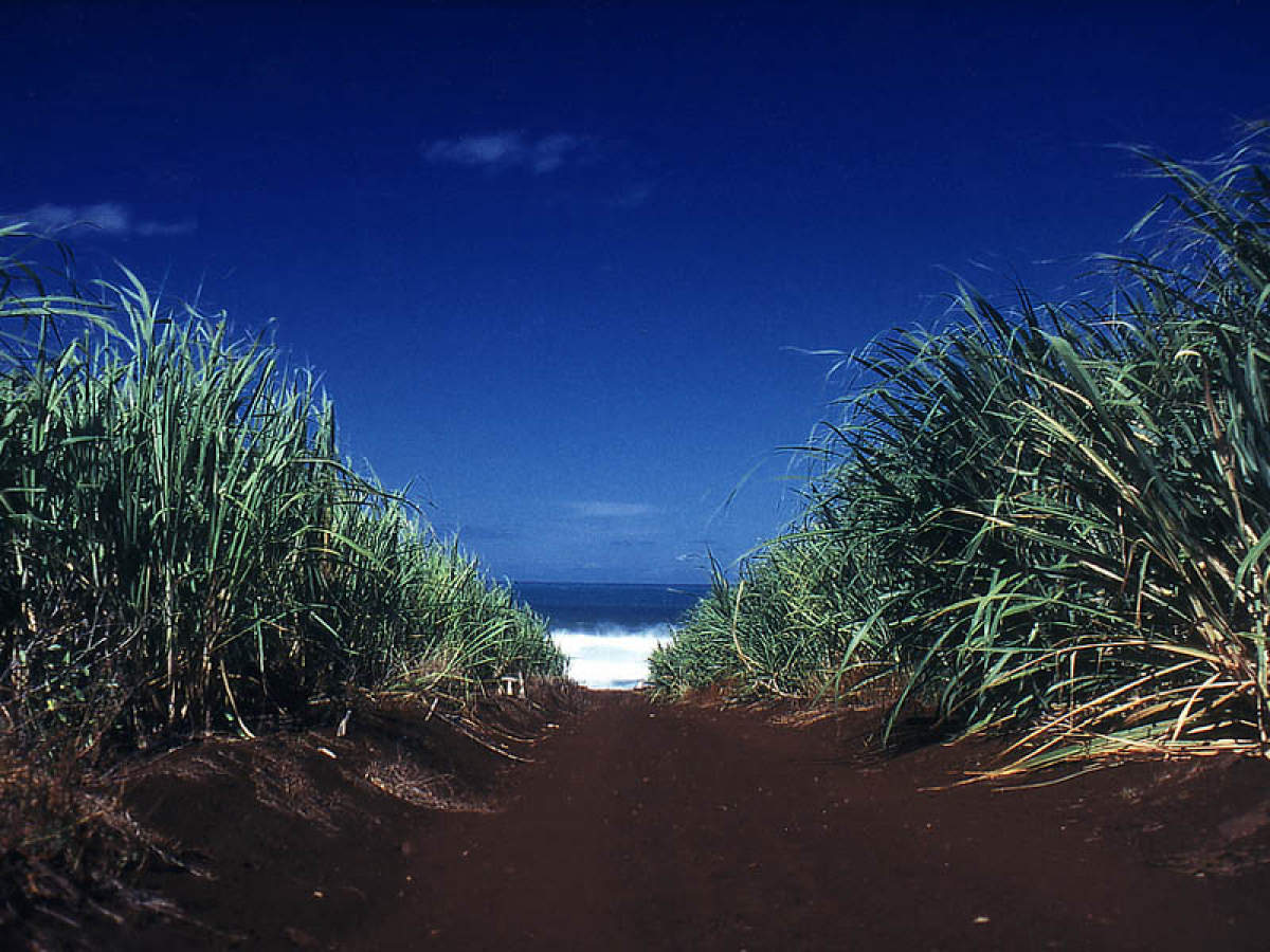 Zuckerrohrfelder und Wellen - North Shore, Maui