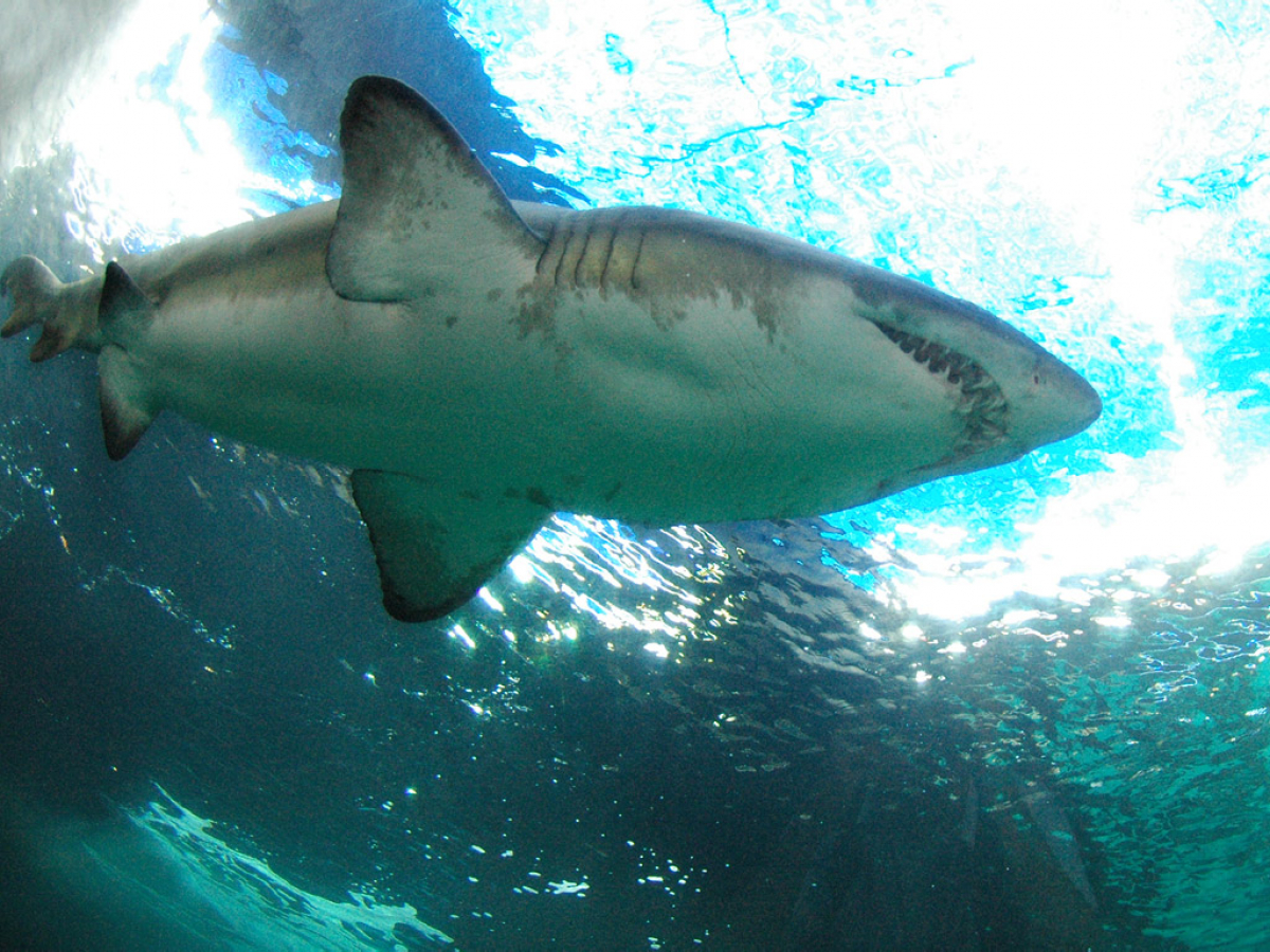 Shark - im Pool